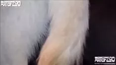 Oynat insan ve köpek