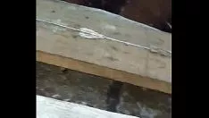 Odtwórz Desi kotku zamknij się