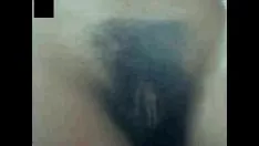 চালান শিংযুক্ত শ্রীসপিন্ডল্যান কিটি-বিড়াল
